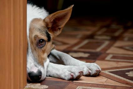 高齢犬の痴呆症の介護の注意点。痴ほうを回避する方法