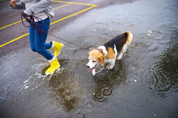 雨の日に犬の散歩は行くべき？行くときの注意点や準備、行かない日の過ごし方
