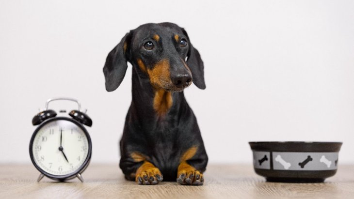 犬にご飯を与える時間は固定するべき？それともバラバラにすべき？