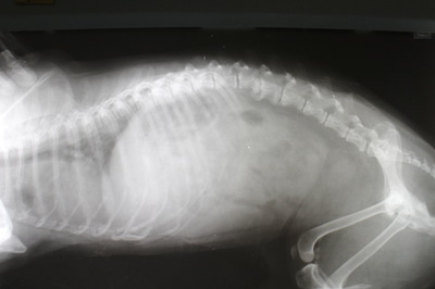 犬の変形性脊椎症とは？その症状や予防法・治療法について