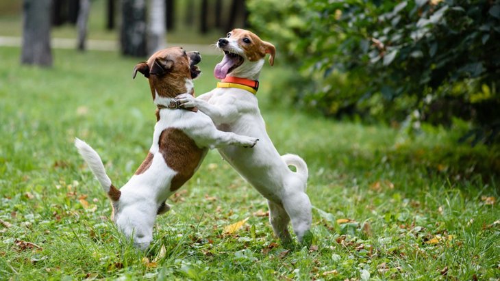 【ケンカ？遊び？】犬同士で遊んでいる時の喧嘩と遊びの線引きを知ろう
