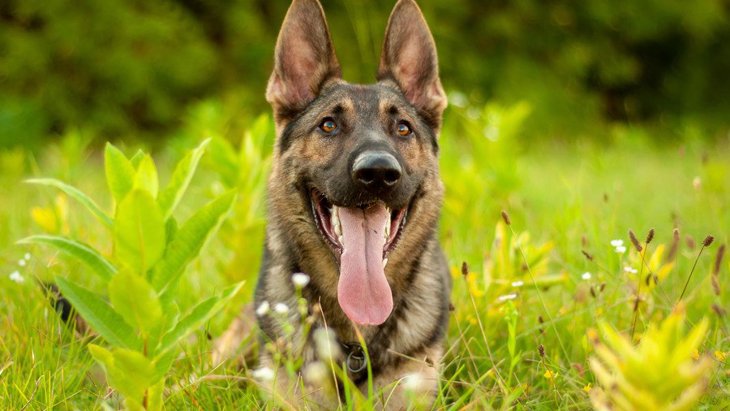 犬にとって危険な「ノギ」は破傷風を引き起こす可能性も【研究結果】