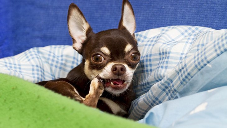 犬が『自分の脚を噛んでしまう』理由5選！病気になっていることも？