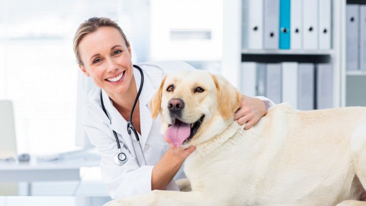 愛犬のためのおすすめ健康チェック法6選！予防こそ最善の治療