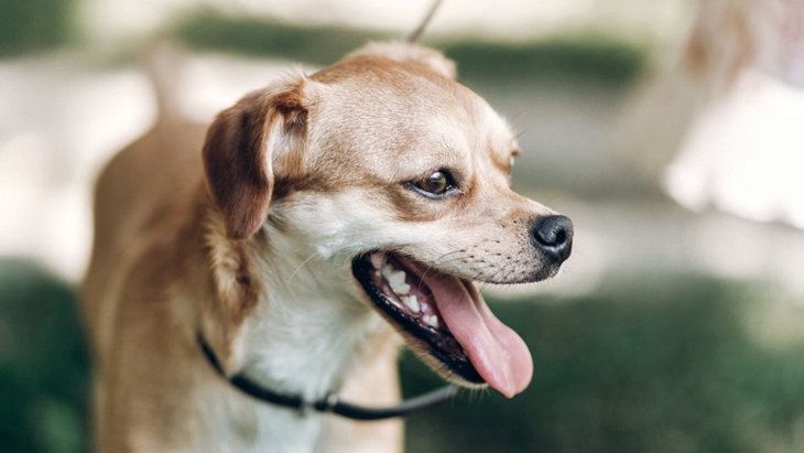 犬が「ハアハア」と呼吸する理由３選！危険なサインの可能性も？