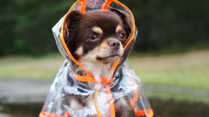雨の日に犬の散歩をする時、絶対に意識しなければいけない『3つのポイント』