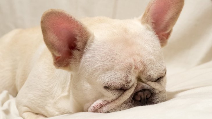 犬の睡眠時間ってどのくらい？寝不足になっている時の症状は？
