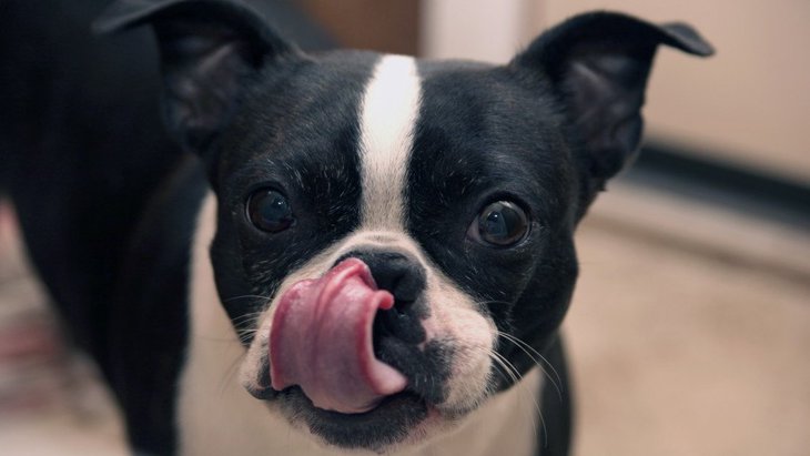 犬が口の周りを舐める心理４選