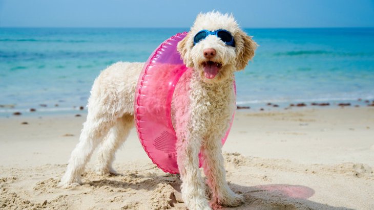 夏は愛犬と一緒に海！メリットと気を付けること