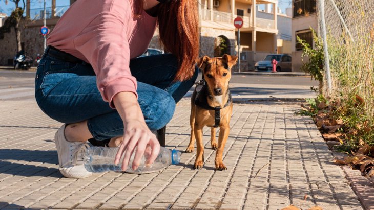 犬のおしっこに水をかけるのは効果的？正しい散歩マナーとトイレ対策