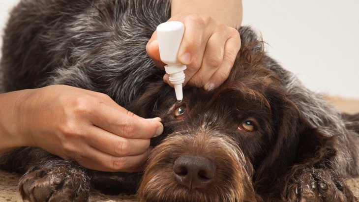 犬の角膜炎の症状や原因、治療法やその他の目の病気について