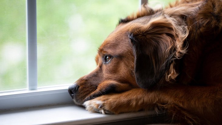 愛犬の免疫力が低下する『4つのタブー』 絶対にしてはいけない生活習慣とは？