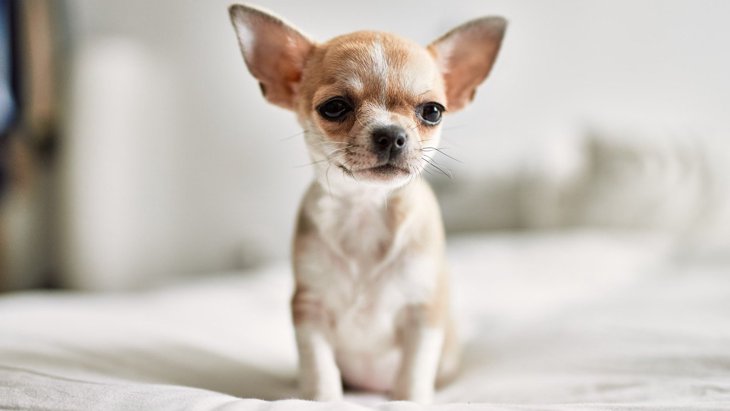 『最も小型な犬種』4選！世界最小のワンコとは？