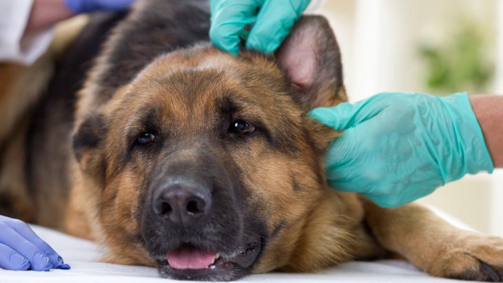 犬が外耳炎になりやすい理由は？２つの原因と予防するための対策
