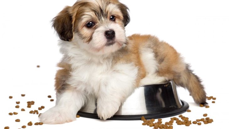犬にとって『危険な食器』とは？　3つのダメな特徴とおすすめのフードボウルを解説