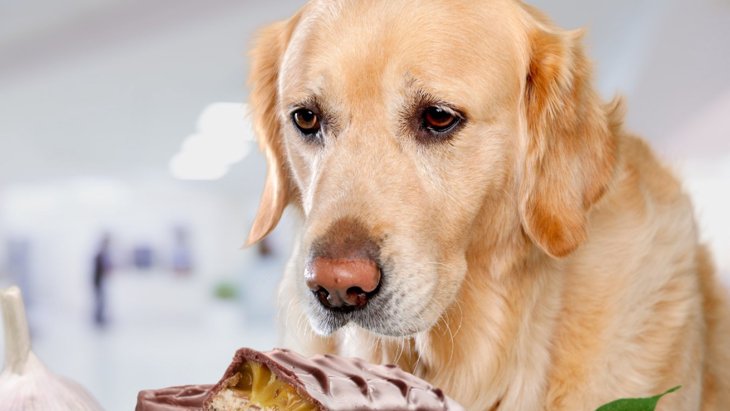 犬にとって危険な「おやつ」5選！与えてはいけない理由と食べた時の対処法