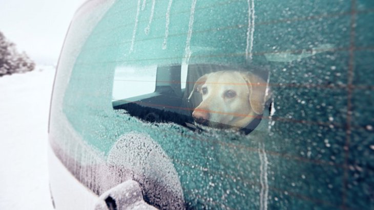 冬なら犬を車で留守番させても大丈夫？主なデメリットやリスクを解説