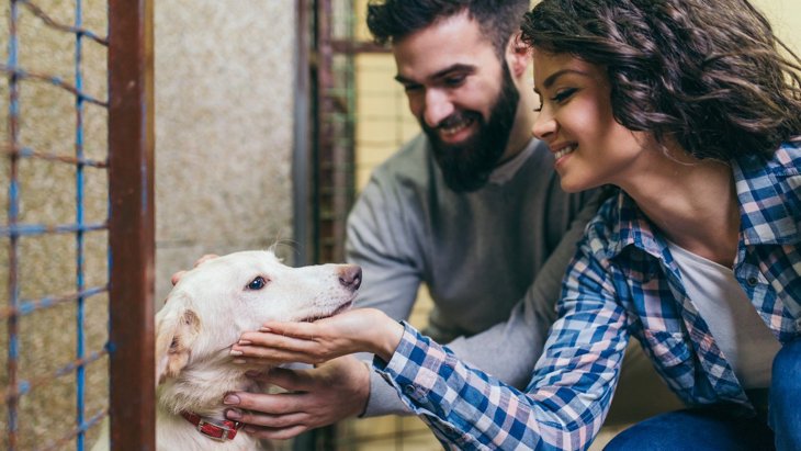 保護犬を迎える時に必ず意識すべき『4つのこと』 名前は過去のものを使うべきなの？
