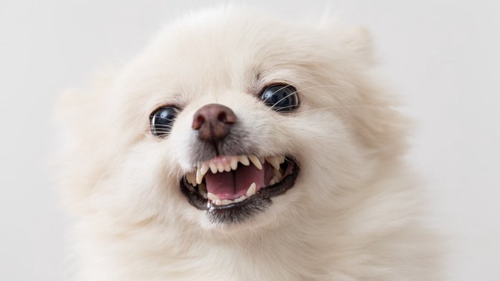 なぜ犬は嬉しい時でも怒った顔をするの？5つの心理を解説