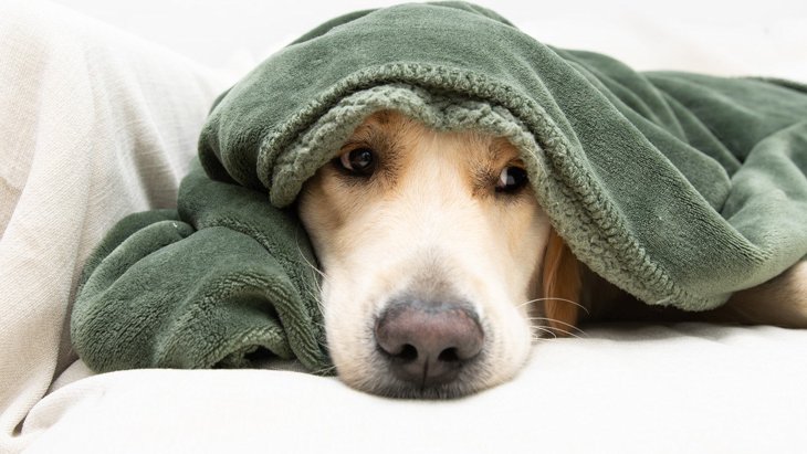 犬が冬になりやすい「病気・怪我」5選！今日から始めたい簡単な対策とは