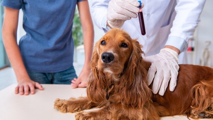 カリフォルニア州で供血犬飼育施設を段階的に廃止する法案が決定