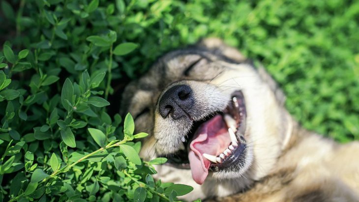 『幸せな犬』がよくする表情や態度５選！その犬の特徴とは