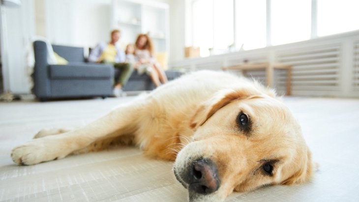 「愛情が足りていない犬」の特徴5つ　今すぐに意識すべき暮らしの改善ポイント