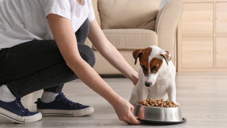 今すぐやめるべき『犬へのご飯の与え方』5選！絶対NGな理由と対処法