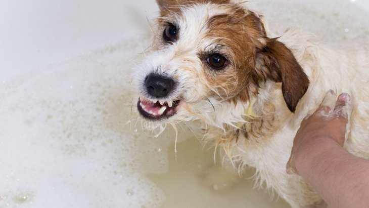 犬がお風呂を嫌がる時の理由とは？5つの心理と対処法