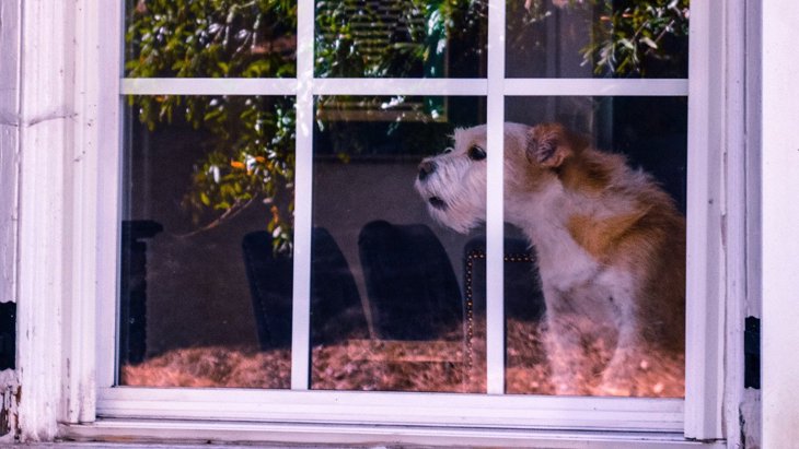 犬が窓越しに吠えている時の気持ちとは？４つの心理と興奮を抑える方法