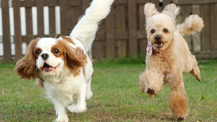 犬同士が仲良くなる方法3選♡犬界にもルールがあった！
