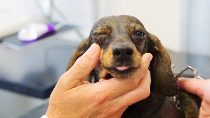 犬の目が赤いのはなぜ？受診すべき症状や正しい対処法、予防策