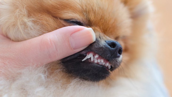犬の歯の生え変わり時期はいつ？抜ける順番や注意すること