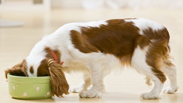 犬が急に『食物アレルギー』になることはあるの？こんな症状が出たら要注意！