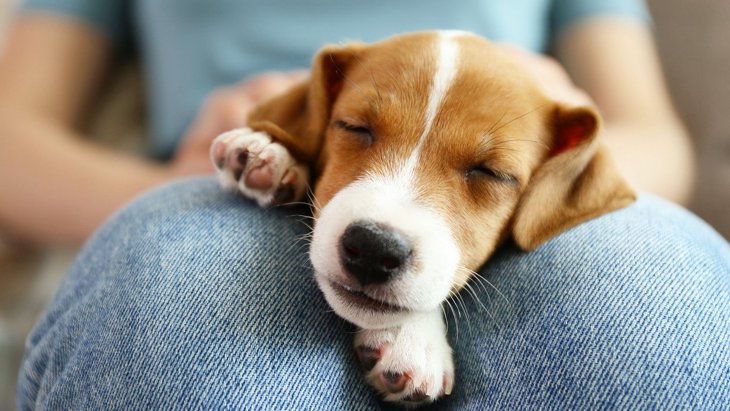 犬が人の上に乗って眠る理由３選！やめて欲しい時の対処法は？