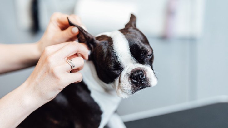 犬の『耳掃除』でやるべきではないNG行為４選！思わぬ怪我や病気に繋がっていることも…！