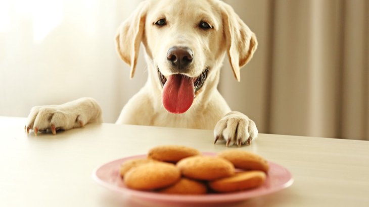 犬はきな粉を食べても大丈夫！与えるメリットや注意点を解説