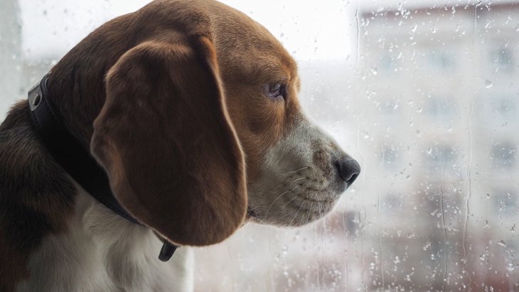 犬が『雨の日の散歩』を嫌がる心理5選！無理やりにでも行ったほうがいい？