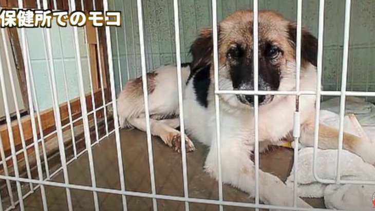 沖縄 保護犬┃2度捨てられた犬「モコ」が幸せになるまで