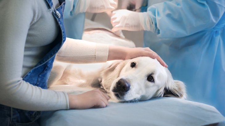 犬の乳腺腫瘍でかかる手術費用と術後のケア