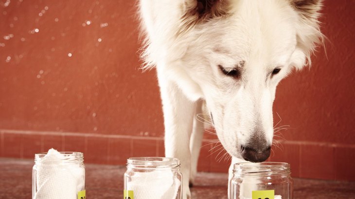 犬の『嗅覚』は人の１億倍！？だからこそできる7つの特技とは