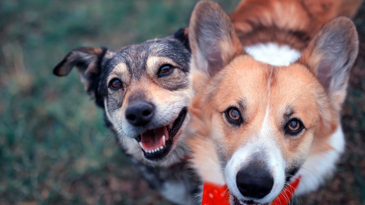 犬の免疫力を上げる『生活習慣』４選！毎日の健康を支える大切なこと