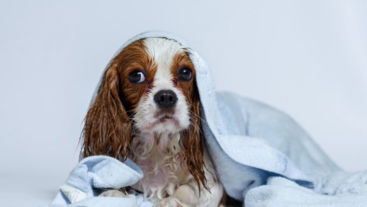『お風呂嫌いな犬』シャンプーを大好きにする裏技4選