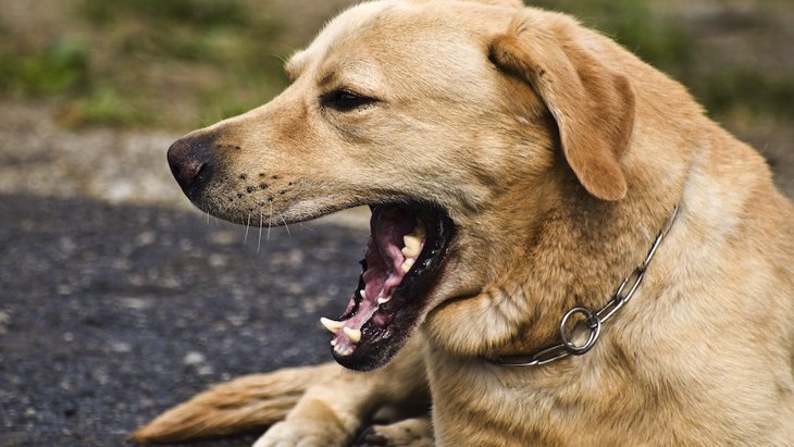 犬がしている『危険なあくび』４選！病院へ連れていくべき危険な症状とは？