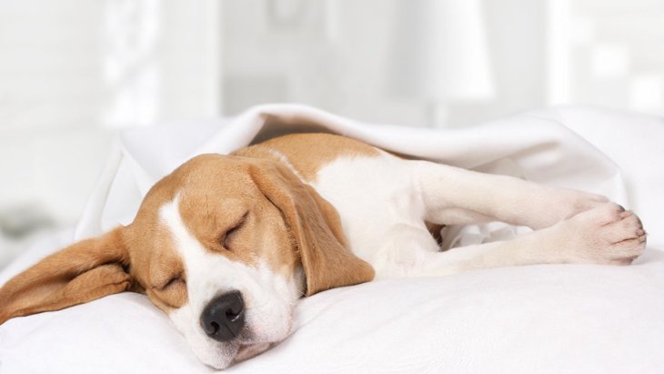 犬の「寝方」でわかる性格5選！仰向けやうつ伏せが好きな犬は？
