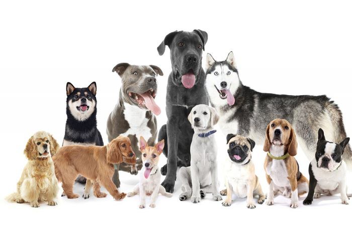 独立気質の犬種は飼い主のストレスの影響を受けるだろうか？【研究結果】