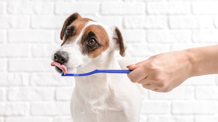 犬用の歯磨き粉は体に影響ないの？オススメしたい3つの理由