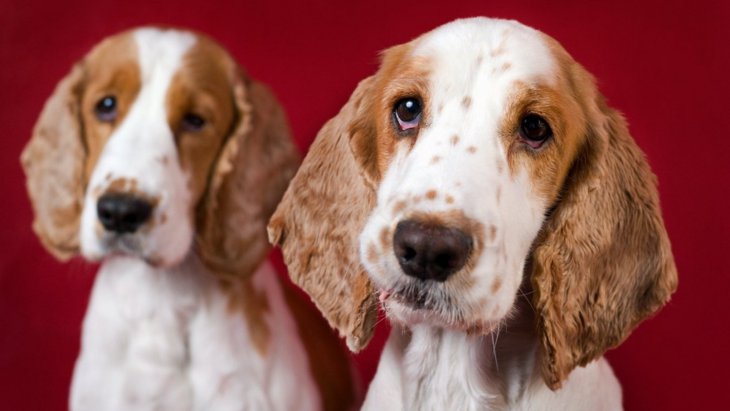 犬も仲間の犬の死を悼む行動を見せるという研究結果