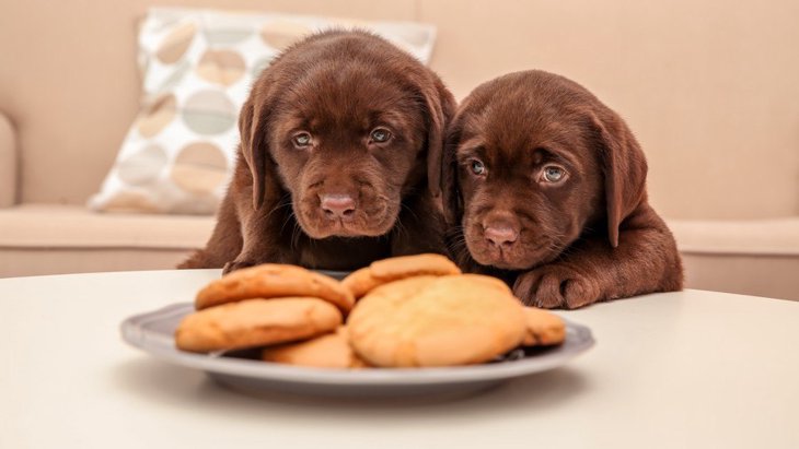 犬が飼い主の食べているものを欲しがる時の対処法６選
