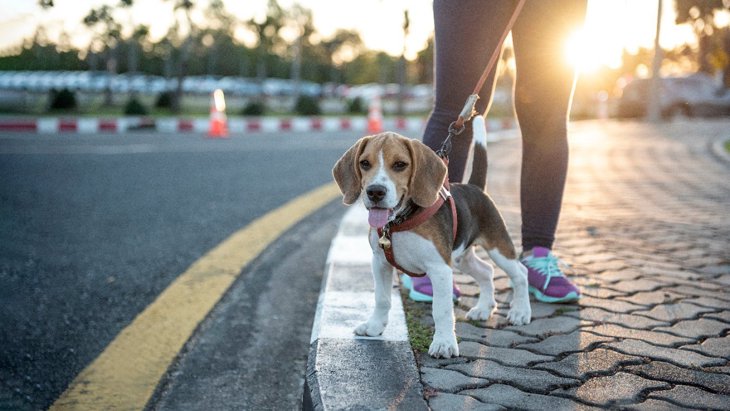 犬の『夏場の散歩』における注意点5つ！安全に散歩させる方法とは